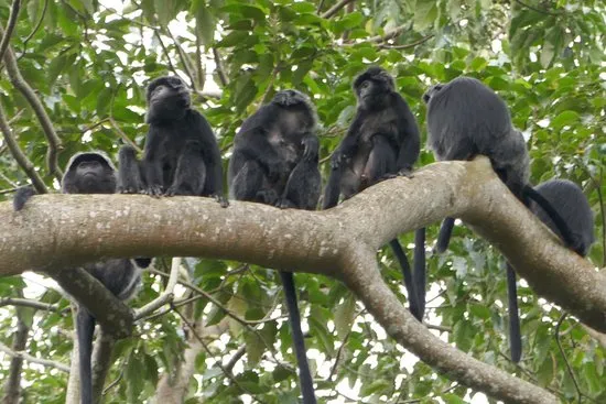 Monkey Forest Tetebatu